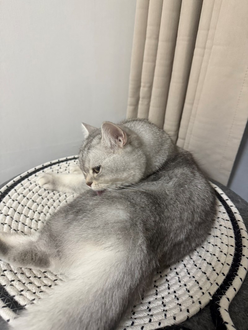 女人知己試用大隊,口碑行銷,部落客行銷,Goodmofamily歸毛家族 寵物肌膚救星組,歸毛家族 寵物肌膚救星,舒敏保濕洗毛乳,護膚噴液,精萃營養霜,博士30年生技專業,給足皮膚營養保護力,無抗生素 無類固醇,神經醯胺,19種綜合胺基酸,榮獲SNQ國家認證,上萬毛爸媽見證,3週幫助皮膚健康,NO.1寵物肌膚口碑霸主,寵物第一護膚領導品牌